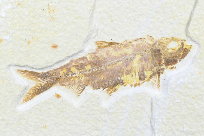 Detailed Fossil Fish (Knightia) - Wyoming #176345